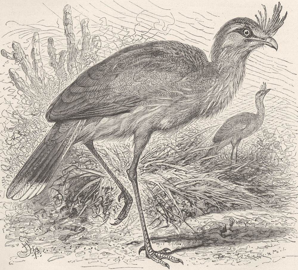 BIRDS. Brazilian seriema 1895 old antique vintage print picture